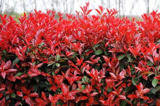 冬红冬天怎么养殖 养殖时有哪些禁忌