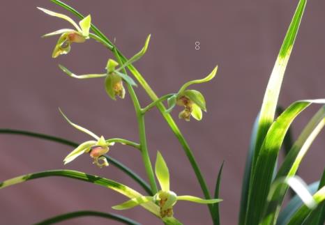 凤仙花容易得什么病 防治方法有什么 凤仙花容易得什么病 防治方法有什么