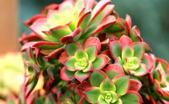 多肉奶油黄桃怎么养出状态 奶油黄桃养护注意事项总结 多肉奶油黄桃怎么养出状态 奶油黄桃养护注意事项总结