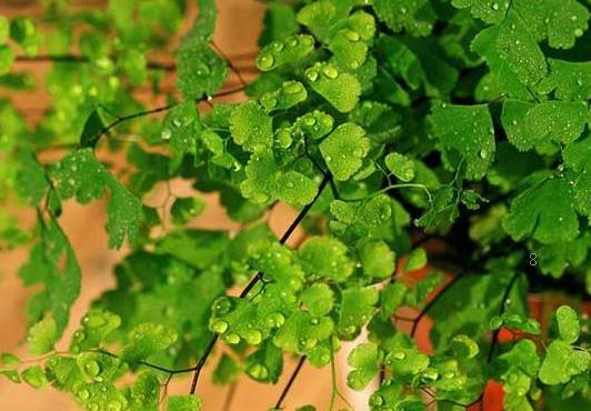 绣球叶子卷曲发焦怎么办 有哪些防治措施