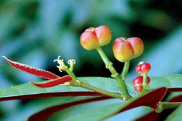 紫薇花长什么样 高清紫薇花图片欣赏 紫薇花长什么样 高清紫薇花图片欣赏