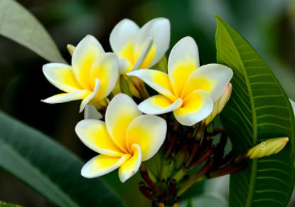 凌霄花的养殖要点 怎么进行繁殖