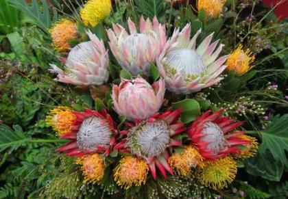 防治南方水稻黑条矮缩病综合技术 水稻养殖需要注意什么 防治南方水稻黑条矮缩病综合技术 水稻养殖需要注意什么