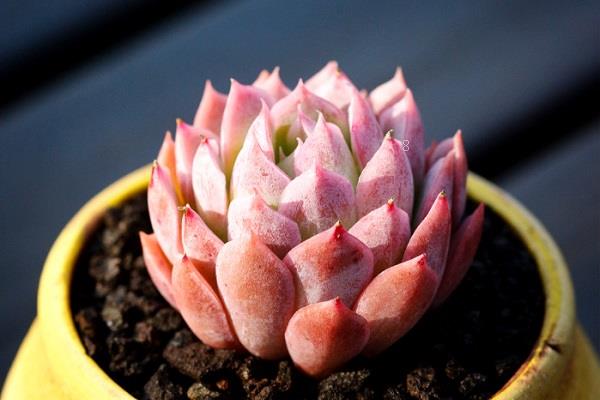 新手养多肉如何浇水 需要注意哪些问题