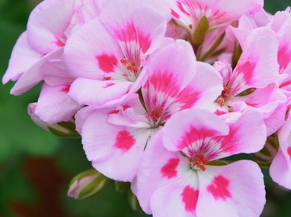 荆芥种子怎么催芽 出苗后如何管理