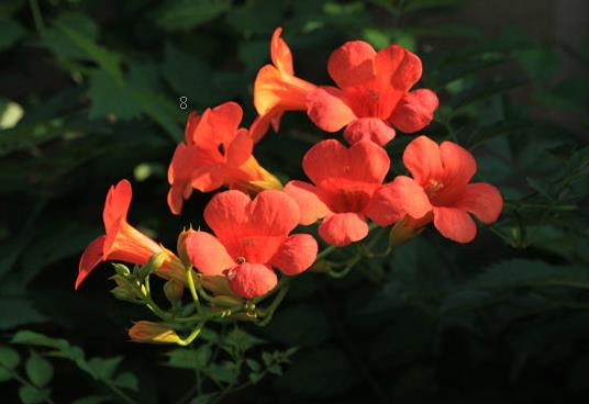 紫娇花的花期在什么时候 应该怎么养殖