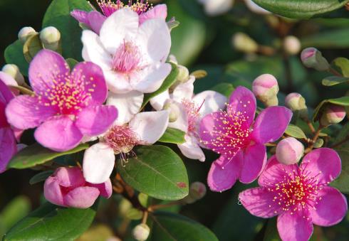 山豆根怎么种 山豆根养殖方法