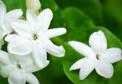 金边吊兰叶子发白怎么回事 有哪些解决措施 金边吊兰叶子发白怎么回事 有哪些解决措施