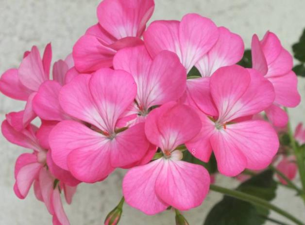 虎皮兰开花寓意是什么 虎皮兰开花的风水意义是什么