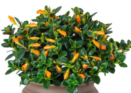 超级稻金农丝苗抛秧高产栽培技术 水稻应该怎么养殖