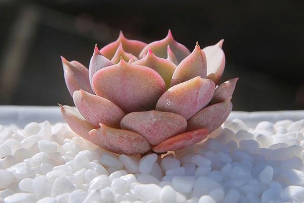 多肉养护小常识有哪些 怎么才能养好多肉 多肉养护小常识有哪些 怎么才能养好多肉