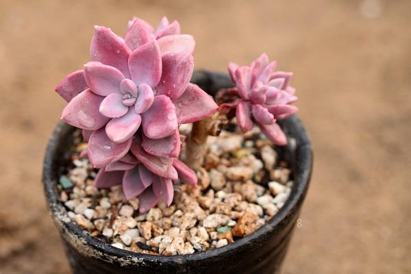 多肉植物怎样度过夏天 需要注意什么