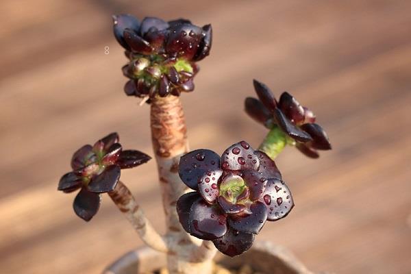 多肉植物怎么繁殖叶插方法整理