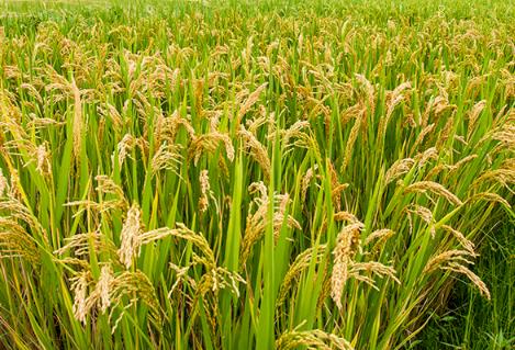 水稻千金子如何防除 水稻千金子防除技术措施要点 水稻千金子如何防除 水稻千金子防除技术措施要点