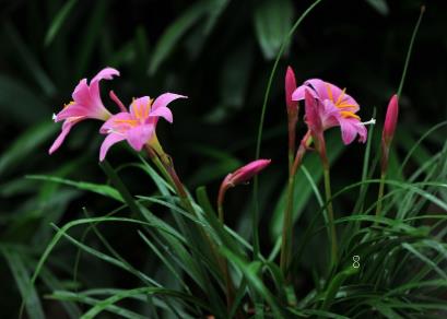 格桑花种一次可长几年 如何种植格桑花