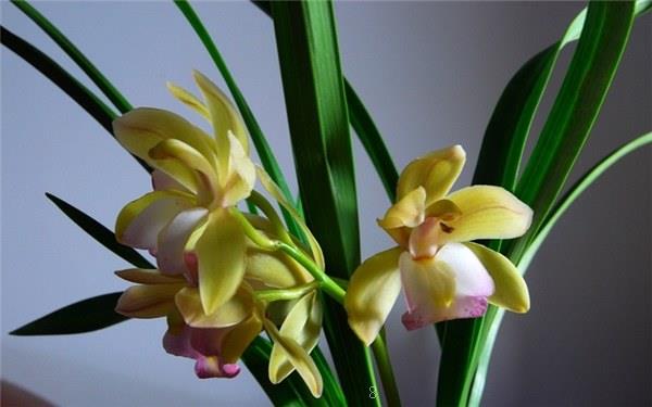 吊兰的养殖方法和注意事项 吊兰的养殖方法和注意事项