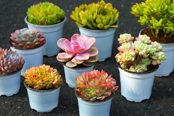 多肉化水是怎么回事 要如何处理