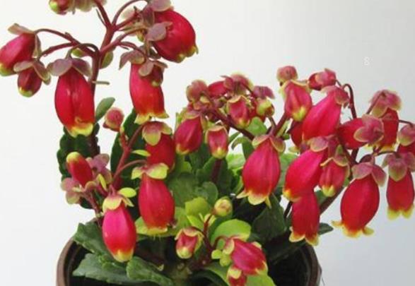 太阳花烂根怎么处理 补救措施有哪些