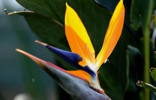 怎么让橡皮树多长侧枝 主干可以刻芽吗