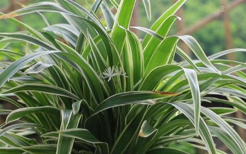 地瓜有哪些食用功效 地瓜饮食搭配有什么禁忌 地瓜有哪些食用功效 地瓜饮食搭配有什么禁忌