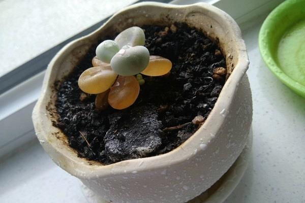 刚买的多肉怎么养护 有哪些需要注意的 刚买的多肉怎么养护 有哪些需要注意的