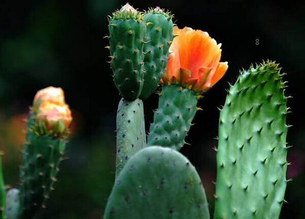 草玉露怎么种植 养护时有哪些注意事项