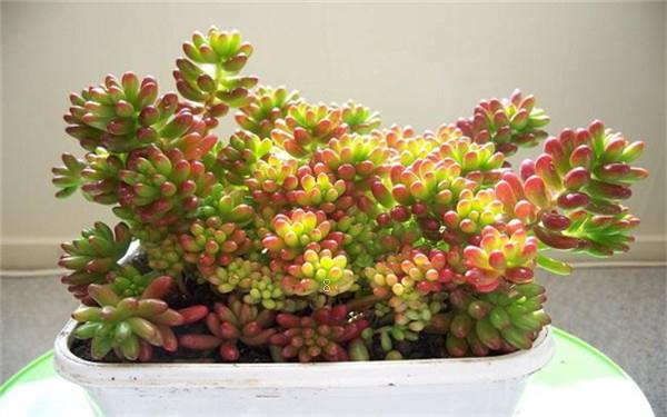 网购回来的多肉怎么种 如何快速服盆