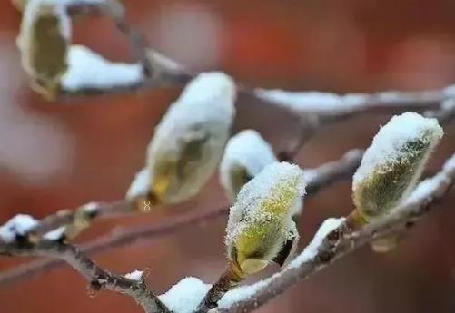 茶叶冬季清园注意什么 茶树冬季怎么养殖 茶叶冬季清园注意什么 茶树冬季怎么养殖