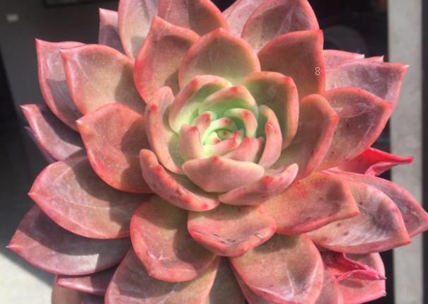 白牡丹多肉如何养殖 养殖时有哪些注意事项