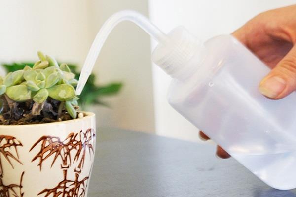 多肉换盆注意事项有哪些 具体要怎么做