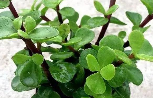 碧玉的养殖方法是什么 有哪些注意事项 碧玉的养殖方法是什么 有哪些注意事项