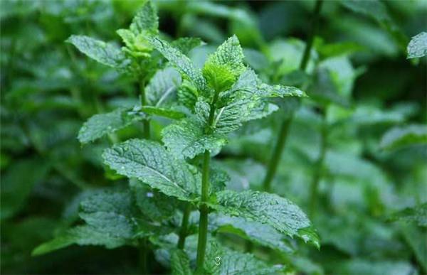 铜钱草长籽怎么办 如何种植铜钱草 铜钱草长籽怎么办 如何种植铜钱草