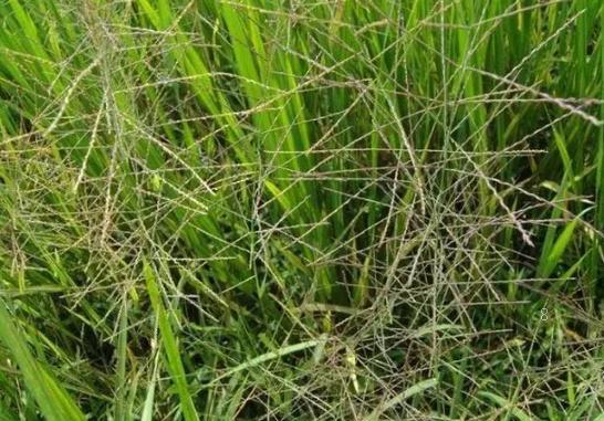 小麦干热风的危害是什么 防治措施有哪些