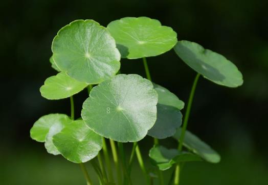 千叶吊兰植株干枯的原因是什么 如何养护长得旺盛