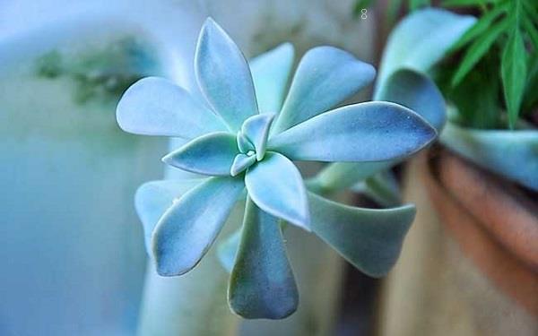 多肉一盆种几株 常用的花盆有几种 多肉一盆种几株 常用的花盆有几种