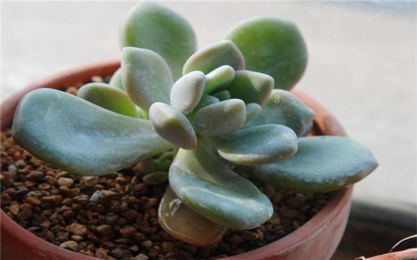 创意多肉如何栽培 有哪些栽培方法