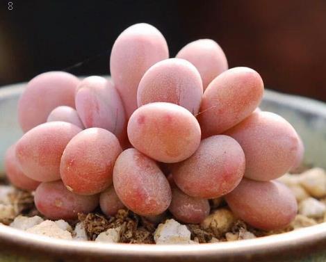 金枝玉叶繁殖方式 金枝玉叶扦插技巧总结