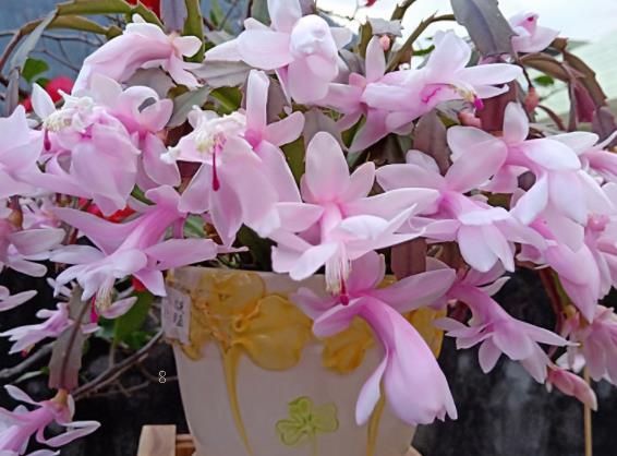 金边瑞香喜阴还是喜阳 养护时有哪些注意事项