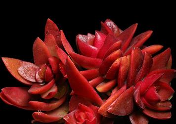 多肉玉蝶夏天怎么养 玉蝶夏季养殖注意事项 多肉玉蝶夏天怎么养 玉蝶夏季养殖注意事项