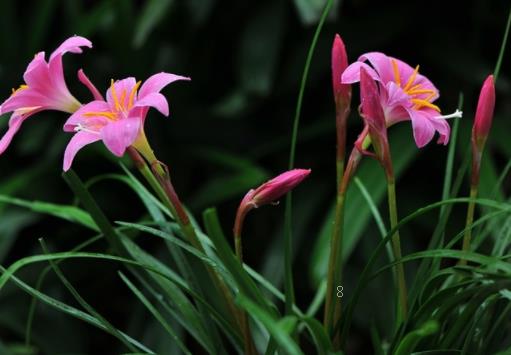 绣球花怎么养 生长特性是什么