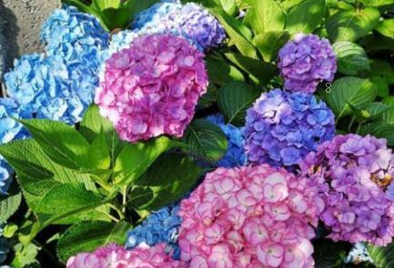 水稻新品种苗稻2号高产栽培技术 水稻养殖方法总结