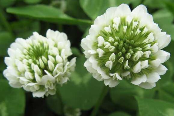 素心腊梅叶子特征是什么 养护时有哪些注意事项 素心腊梅叶子特征是什么 养护时有哪些注意事项