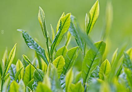 茶园夏季管理注意什么 茶树种植技巧