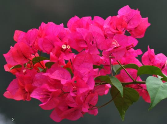 怎么让一品红开花 开花后如何养护 怎么让一品红开花 开花后如何养护