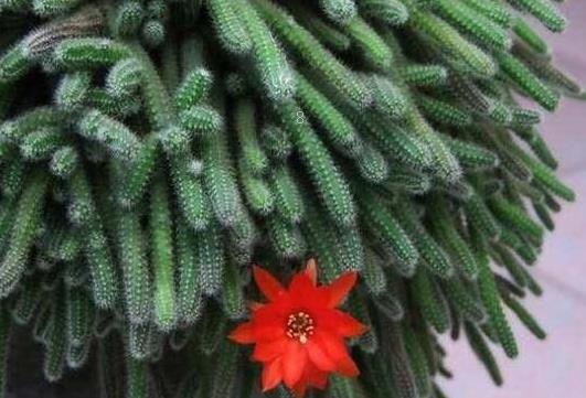 奥利维亚多肉的叶子蔫是缺水吗 解决方法有哪些 奥利维亚多肉的叶子蔫是缺水吗 解决方法有哪些