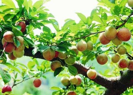 人心果生长对环境条件的要求 人心果怎么养殖好