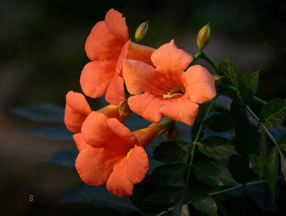 夏天适合种什么植物 种植时有哪些注意事项