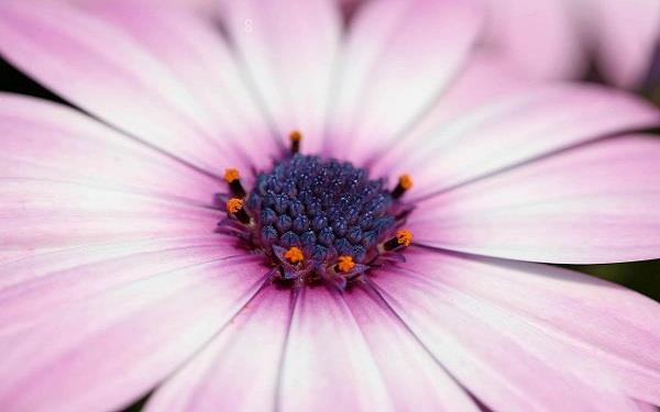 芦荟要如何养殖 有什么养殖方法 芦荟要如何养殖 有什么养殖方法