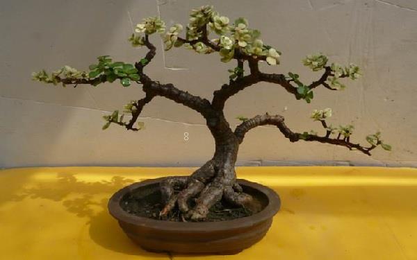 2025年多肉佛珠怎么换盆 有哪些注意事项