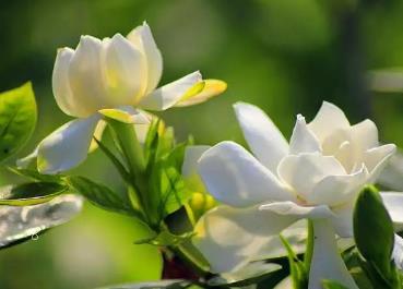 毛尖茶的种植管理要点 毛尖茶生长需要什么条件